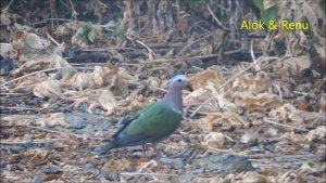 Himaayas-654 : Emerald Dove on forest floor : Amazing Wildlife of India by Renu Tewari and Alok tewari