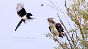European Magpie harasses an Osprey