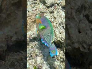 Surf Parrotfish