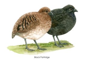 Black Partridge