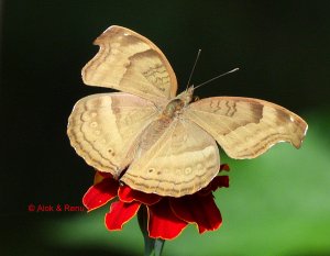 Butterfly-224