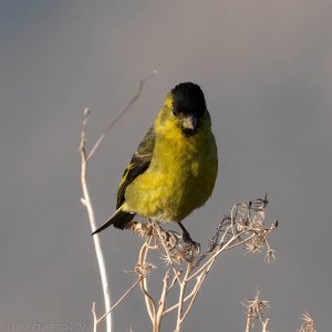 Black-chinned Siskin-1-2.jpg