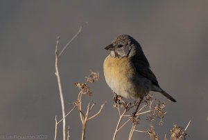 Gray-hooded Sierra-finch-1.jpg