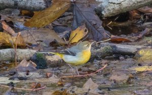 Grey Wagtail