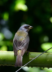 Blue-and-yellow Tanager