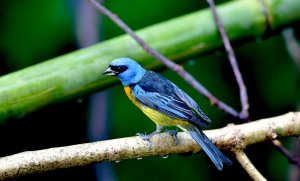 Blue-and-yellow Tanager