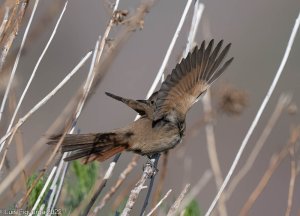 Sharp-billed Canastero-3.jpg