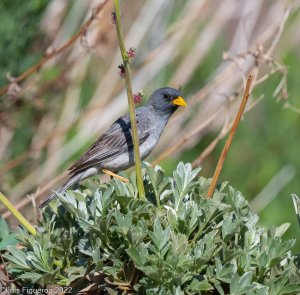 Band-tailed Sierra-finch-1-2.jpg