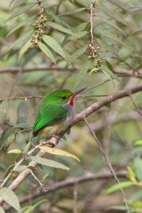 Puerto rican tody (Endemic: Puerto Rico)