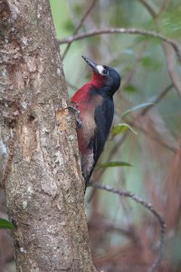 Puerto rican woodpecker (Endemic: Puerto Rico)