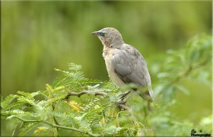 Babbler.