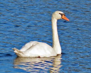 Mute Swan