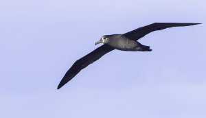 Black-footed Albatross