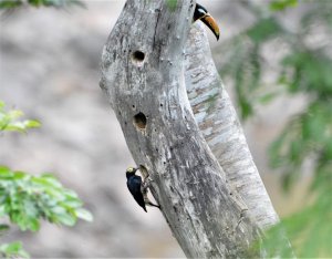 Yellow-tufted Woodpecker and Lettered Aracari..jpg