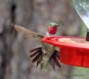 Broad-tailed Hummingbird