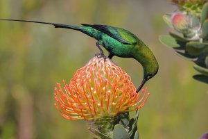 Malachite Sunbird 3