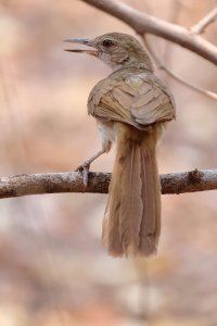 Terrestrial Brownbul 4