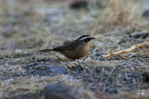 Brown accentor