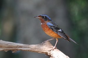 White-throated Rock Thrush 13