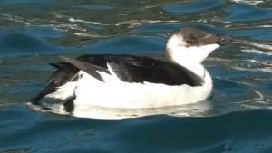 Razorbill (Alca torda)