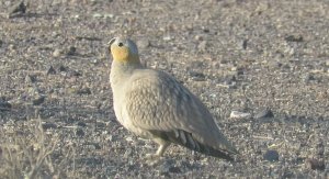 Crowned Sandgrouse , Male