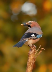 Eurasian jay