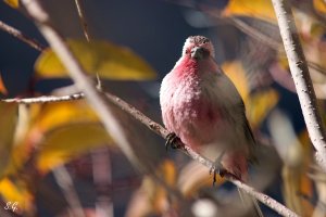 Himalayan beautiful rosefinch