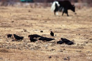 Red-billed choughs at yak pasture