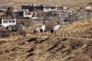 Black-necked cranes near village