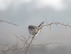 Streaked  Scrub Warbler