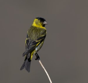 Black-chinned Siskin.jpg