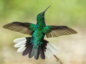 White tailed Sabrewing