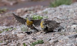 Gray-hooded Sierra Finch.jpg