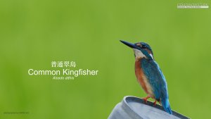 Common Kingfisher, Borneo