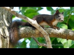 Eurasian Red Squirrel (Sciurus vulgaris)