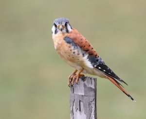 American Kestrel 2