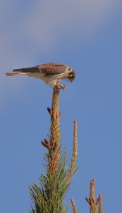 American Kestrel 9