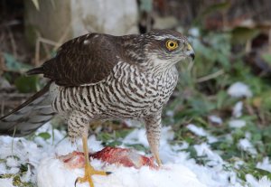 Sparrowhawk 19