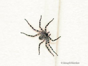 Weak Crescent-eyed Spider (Selenops debilis)