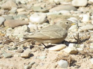 Desert Lark