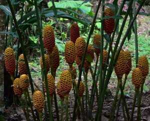 Beehive ginger