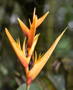 Heliconia psittacorum