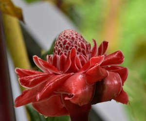 Torch ginger