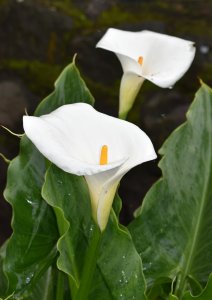 Calla Lilly