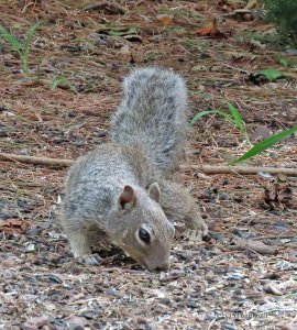 Rock Squirrel (Otospermophilus variegatus)