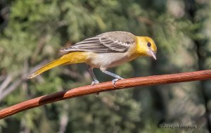 Bullock's Oriole