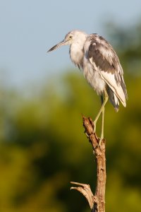 little blue heron