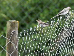 Juvenile pied flycatcher