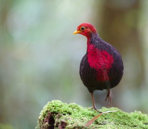 Crimson-headed Partridge