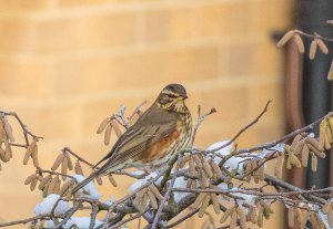 Redwing